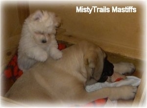 A tan and black English Mastiff puppy is laying down in a whelping box with a white Havanese puppy jumped up on its back.